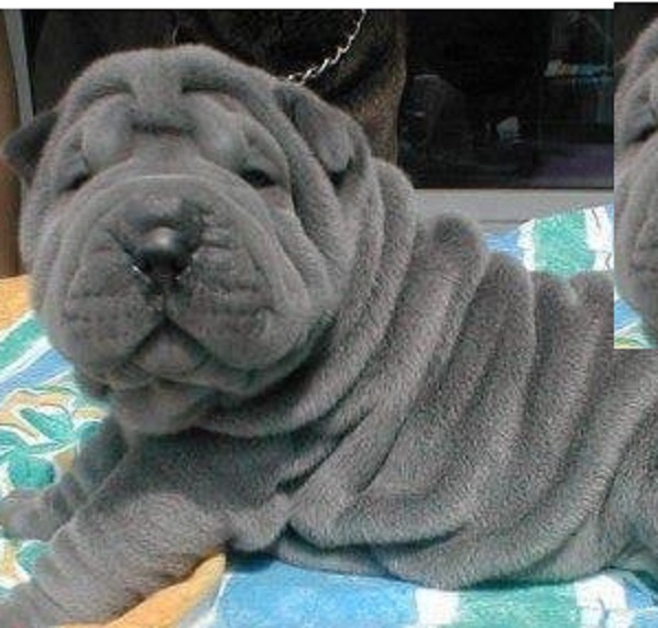 Shar Pei Puppy vs Adult Dog: Which Is the Better Choice for You?