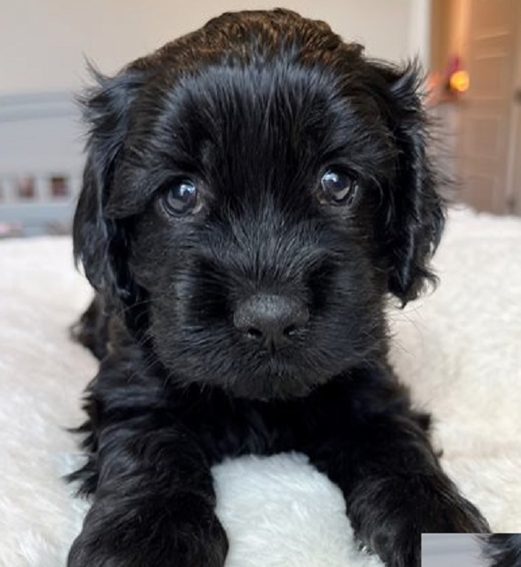 where to buy cockapoo puppies near me