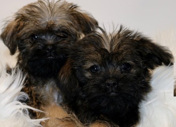 Ryukyu Dog Puppies for Sale