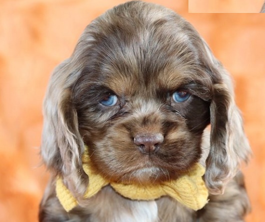 American Cocker Spaniel Puppies: Common Health Issues and How to Identify Them