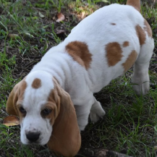 Basset Hound Puppies For Sale