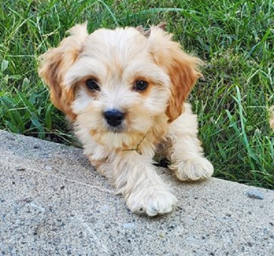 Cavachon vs Cavapoo: Which Breed is Right for You ?