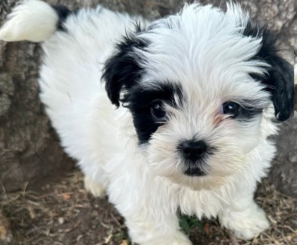 Shichon Puppy Breeders Near Me: Tips for a Successful Adoption
