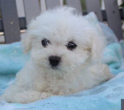 How to Socialize Your Bichon Frise Puppy for a Happy and Well Behaved Dog