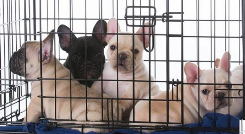 Making Sure Your Dog is Comfortable in a Crate is Super Important