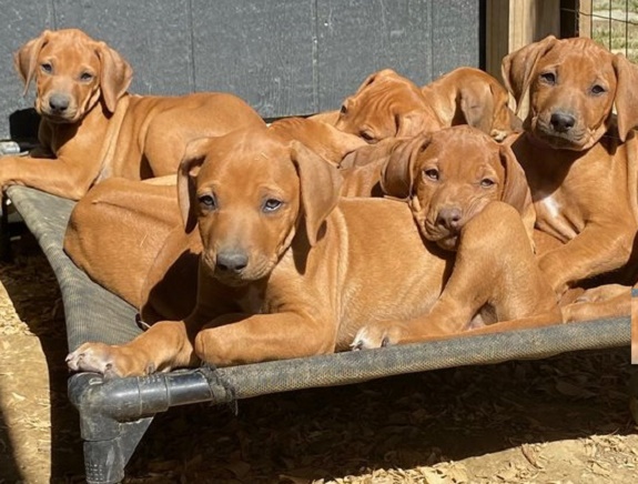 Rhodesian Ridgeback Puppies for sale