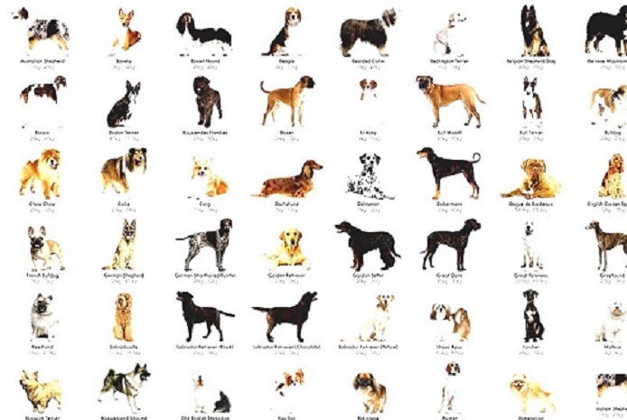 The A-Z of Canine Variety: A Comprehensive List of Dog Breed Names