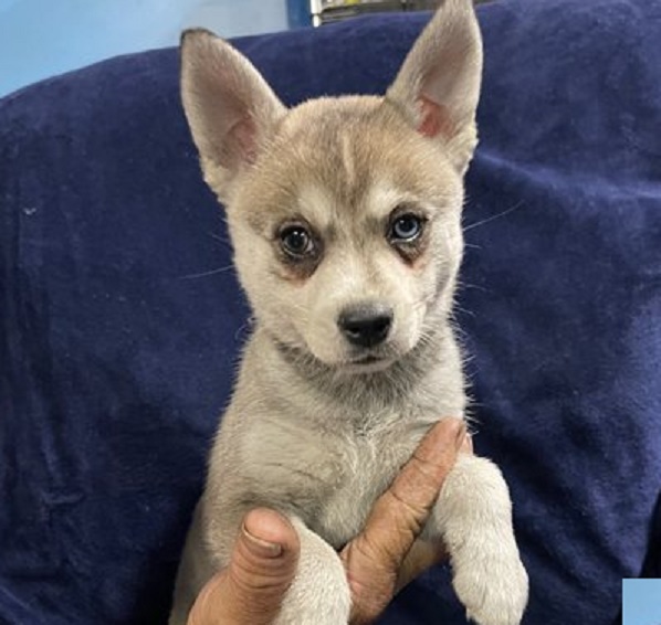 The Different Types of Alaskan Klee Kai Puppies for Sale: Which One is Right for You?