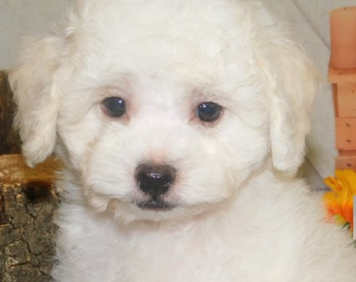 Shichon Puppies for Sale: A Comprehensive Breed Overview
