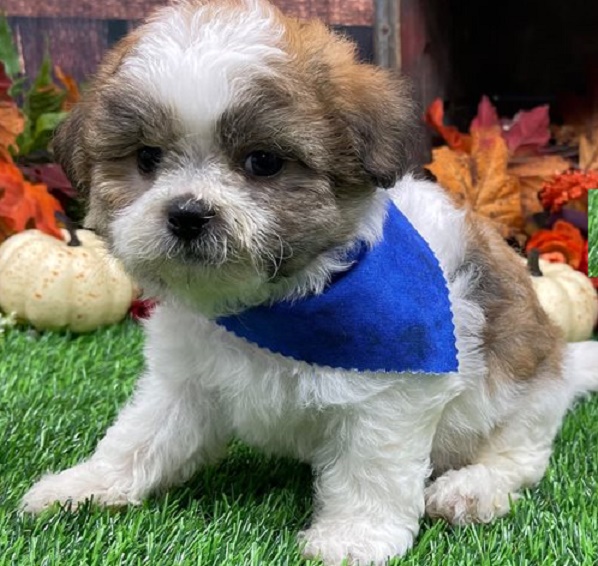 How to Find Affordable Shichon Puppies for Sale