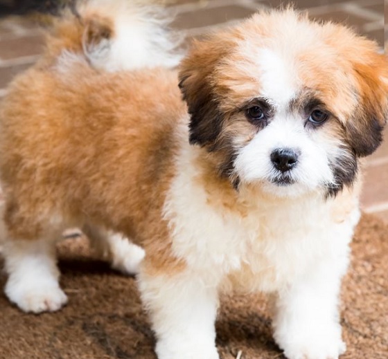 Teacup Shichon Puppies vs Standard Shichon Puppies: Which is Right for You?
