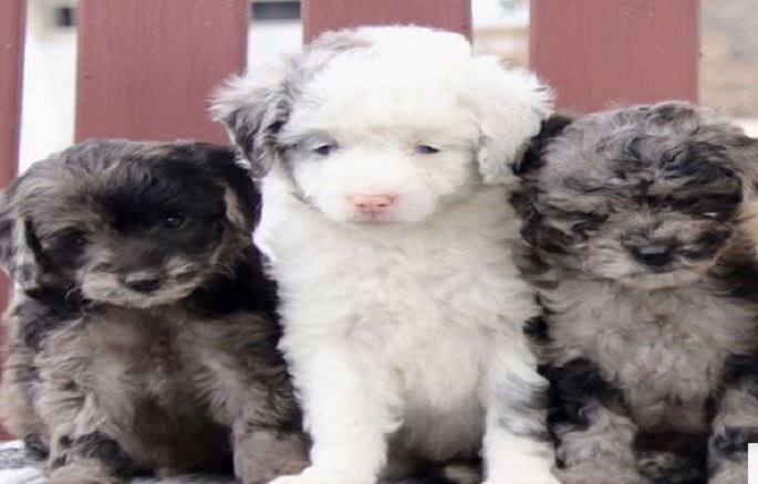 Aussiedoodle Puppies for Sale Online – Buy Aussiedoodle Dogs