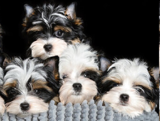 Biewer Terrier Puppies for Sale Online | Potty Registered Puppies