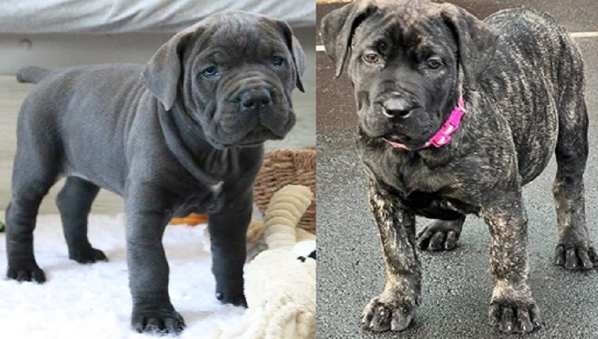 Presa Canario vs Cane Corso: Analyzing the Power and Protection of Both Guardian Dog Breeds.