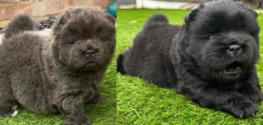 Chow Chow Puppies for Sale Under $500