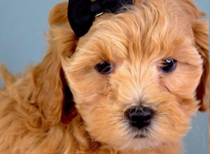 Cockapoo puppies for sale