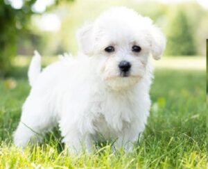 Westiepoo Puppies for Sale