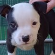 Staffordshire Bull Terrier Puppies for Sale
