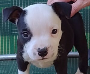 Staffordshire Bull Terrier Puppies for Sale