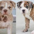 Serrano Bulldog Puppies for Sale
