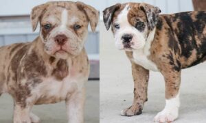 Serrano Bulldog Puppies for Sale