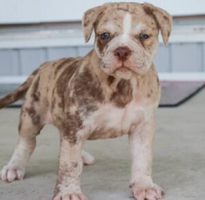 Alapaha Blue Blood Bulldogs for Sale