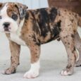 Treeing Tennessee Brindle Puppies for Sale