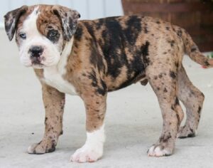 Treeing Tennessee Brindle Puppies for Sale