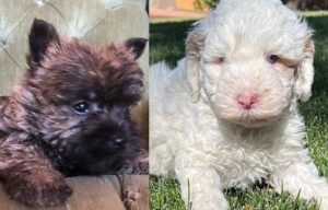 Cairn Poodle Mix for sale