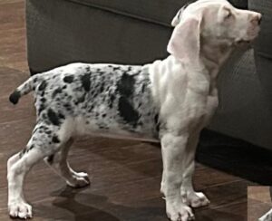 Catahoula Leopard Dog