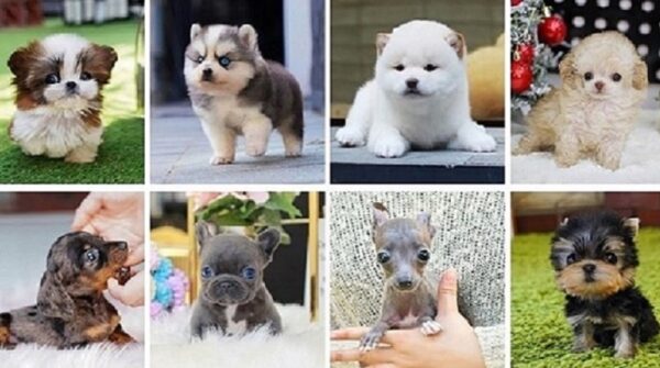 puppies for sale around me AKC