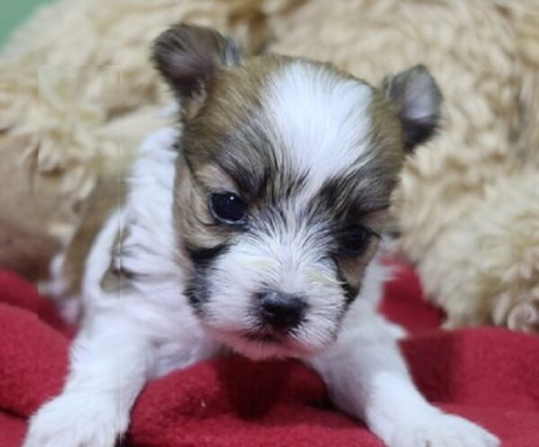 Morkie Poo Puppies for Sale
