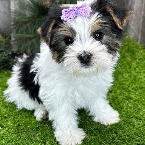Morkie Poos for Sale