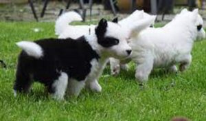 Nenets Herding Laika puppy for sale by dog breeders