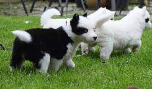 Landseer Dog Puppies for Sale