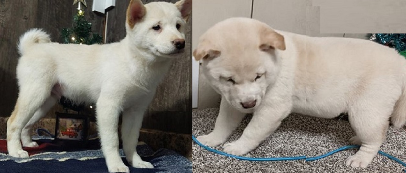 Find and Buy Healthy Shiba Inu Puppies for Sale