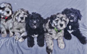 Bergamasco Shepherd Puppy for Sale