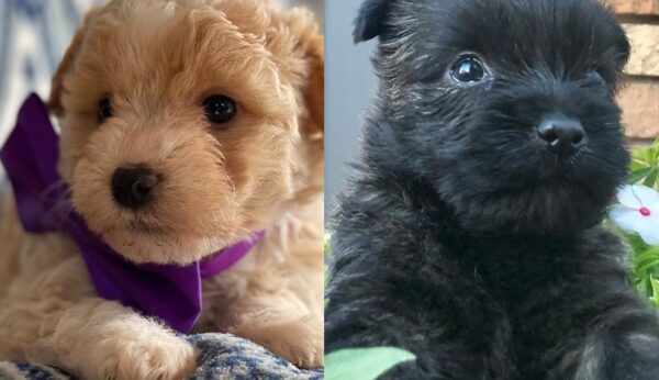 Cairn Terrier Miniature Poodle Mix Puppy