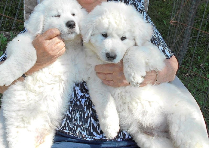 Kuvasz Puppies for Sale
