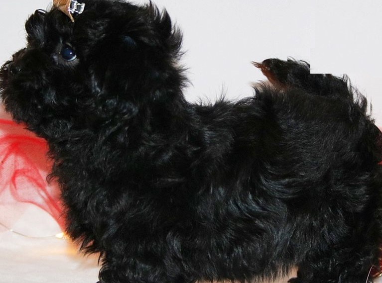 Russian Tsvetnaya Bolonka Puppy for Sale