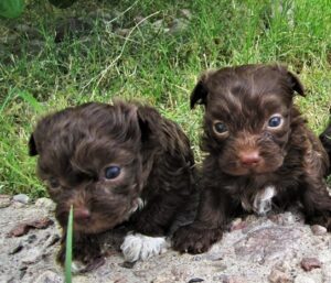 russian tsvetnaya bolonka puppies for sale