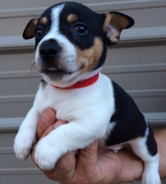 Teddy Roosevelt Terrier Puppies for Sale
