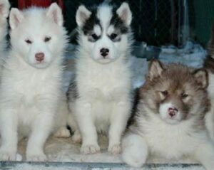 Canadian Eskimo Dog Puppies for Sale