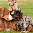 American Leopard Hound Puppies for Sale
