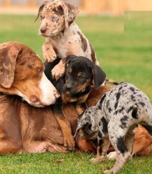 American Leopard Hound Puppies for Sale