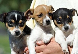 Tenterfield Terrier Puppies for Sale