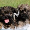 affenpinscher puppies for sale