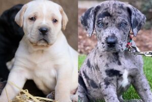 Cane Corso Mastiff Puppies for Sale