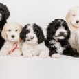 barbet puppies for sale
