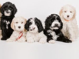 barbet puppies for sale